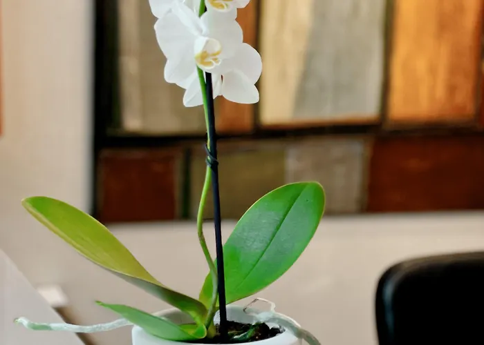 Hotel Sm Sant Antoni Barcelone